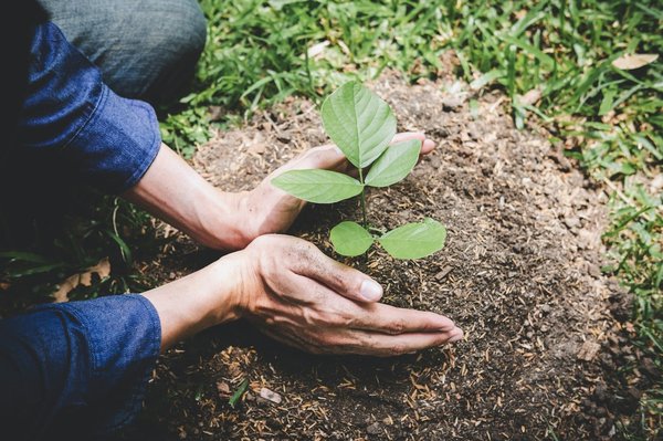 Comment planifier une campagne de reforestation communautaire efficace ?